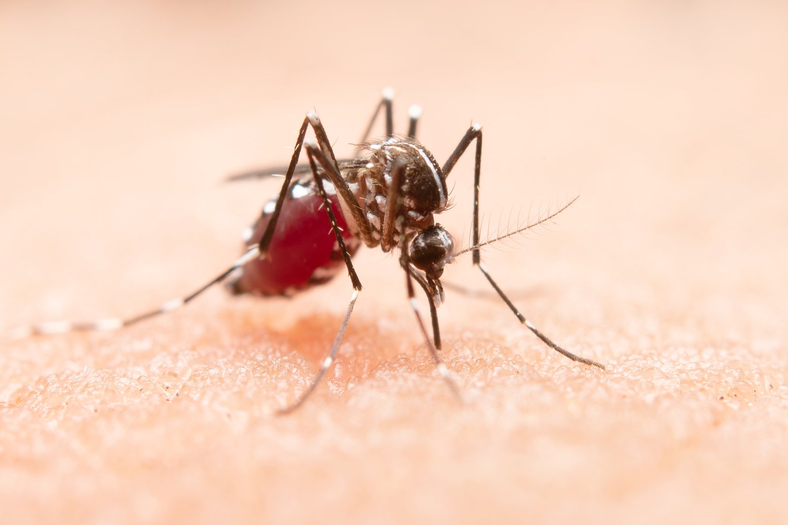 Difenditi dalle zanzare e rinforza le difese: tutto quello che devi sapere sul West Nile Virus